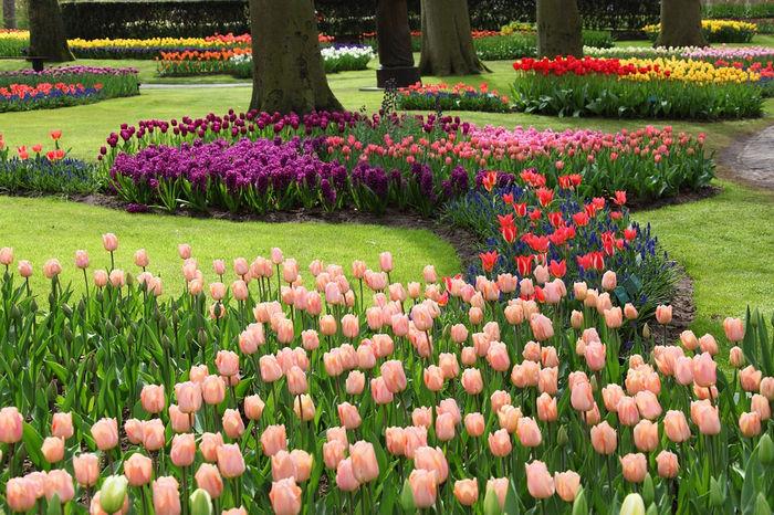 Тюльпаны в Нидерландах - парк Кёкенхоф