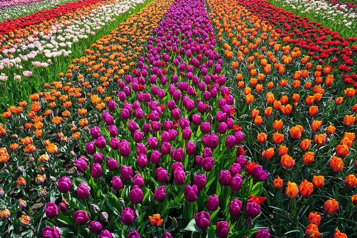 field of flowers