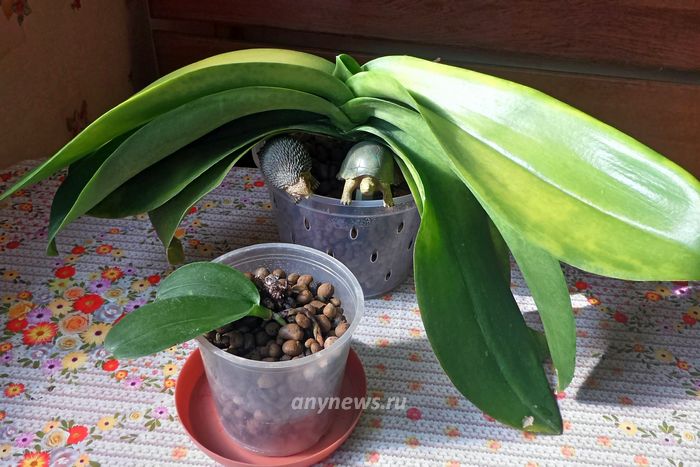 Обрабатываем корни орхидеи антисептиком