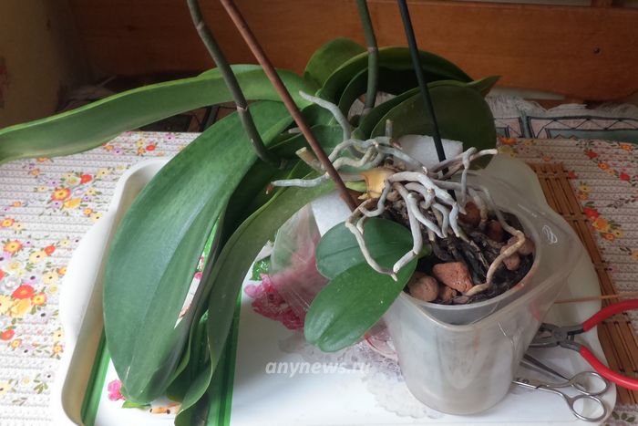 Орхидея перед пересадкой