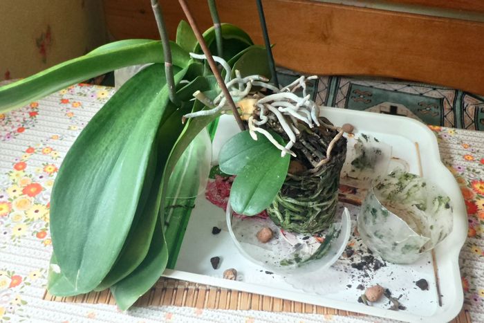 Пересадка и размножение орхидеи - вынимаем орхидею из старого горшка