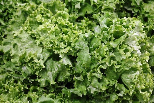 Виды листовых салатов - Салат Айсберг, фото